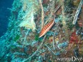 foto de buceo