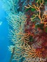 foto de buceo