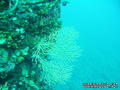 foto de buceo
