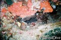 foto de buceo