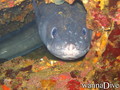 foto de buceo