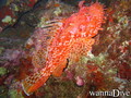 foto de buceo