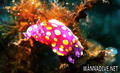 foto de buceo