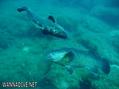 foto de buceo