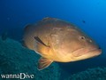 foto de buceo