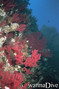 foto de buceo