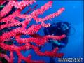 foto de buceo