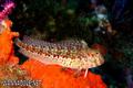foto de buceo