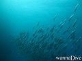 foto de buceo
