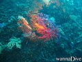 foto de buceo