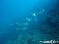 foto de buceo