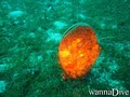 foto de buceo