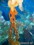foto de buceo