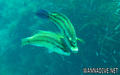foto de buceo