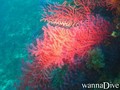 foto de buceo