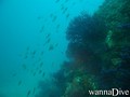 foto de buceo