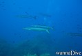 foto de buceo