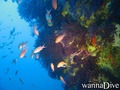 foto de buceo