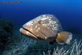 foto de buceo
