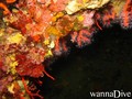 foto de buceo