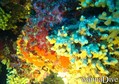 foto de buceo