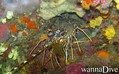 foto de buceo