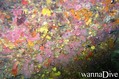 foto de buceo