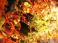 foto de buceo