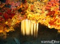 foto de buceo