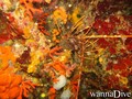 foto de buceo