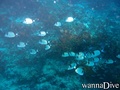 foto de buceo