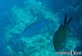foto de buceo