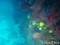 foto de buceo