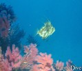 foto de buceo