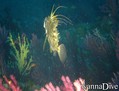 foto de buceo