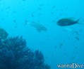foto de buceo