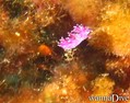 foto de buceo