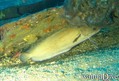 foto de buceo