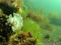 foto de buceo