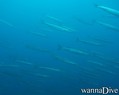 foto de buceo