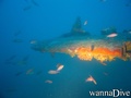 foto de buceo