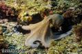 foto de buceo