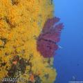 foto de buceo