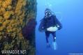 foto de buceo