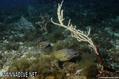 foto de buceo