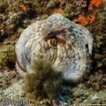 foto de buceo