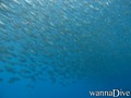foto de buceo