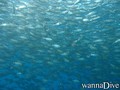 foto de buceo