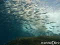 foto de buceo