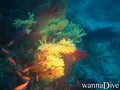 foto de buceo